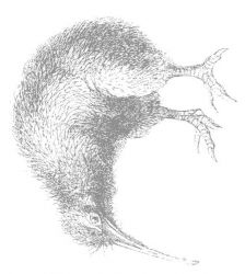 plansa de colorat pasari #20