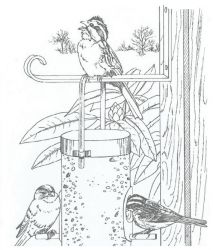 plansa de colorat pasari #4