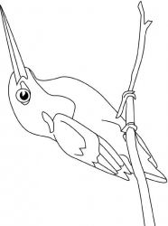 plansa de colorat pasari #5