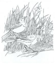 plansa de colorat pasari #6