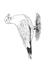 plansa de colorat pasari #12