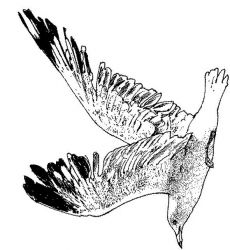 plansa de colorat pasari #13