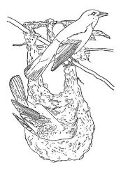 plansa de colorat pasari #14