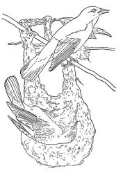 plansa de colorat pasari #16