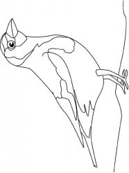 plansa de colorat pasari #20