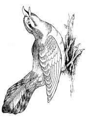 plansa de colorat pasari #6