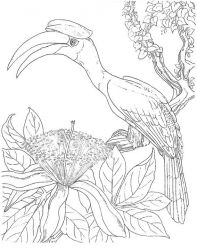 plansa de colorat pasari #8