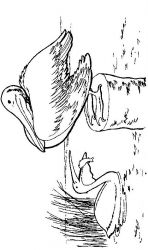 plansa de colorat pasari #12