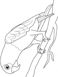 plansa de colorat pasari #17