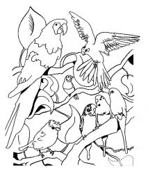 plansa de colorat pasari #19