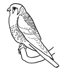 plansa de colorat pasari #20