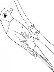 plansa de colorat pasari #21