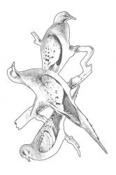 plansa de colorat pasari #3