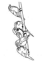 plansa de colorat pasari #4