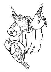 plansa de colorat pasari #5