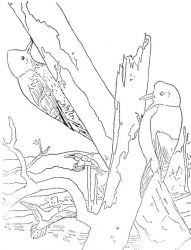 plansa de colorat pasari #6