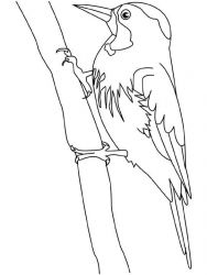 plansa de colorat pasari #7