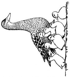 plansa de colorat primavara #1