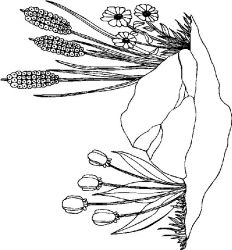 plansa de colorat primavara #15