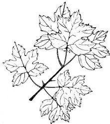 plansa de colorat toamna #21