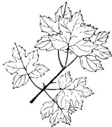 plansa de colorat toamna #8